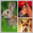 icon Animals LIve Wallpaper 16.0