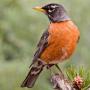 icon North American Birds Sounds