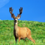 icon HD Deer Wallpapers for Samsung Galaxy Tab S3 (Wi-Fi)