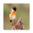 icon Birds Ringtone 5.0