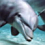 icon Dolphins HD LWP 