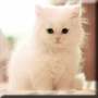 icon Cute Kittens Live Wallpaper