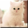 icon Cute Kittens Live Wallpaper for amazon Fire HD 8 (2016)