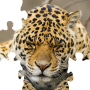 icon Puzzle Big Cats