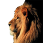 icon اصوات الحيوانات for Ginzzu S5230