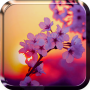 icon Sakura Live Wallpaper