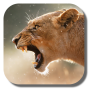 icon Lion