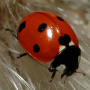 icon Ladybug - Live Wallpaper for Huawei MediaPad T3