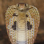 icon Poisonous Snakes Of The World