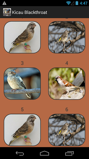 Kicau Burung Blackthroat For Oppo A37 Free Download Apk File For A37