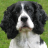 icon Springer Spaniels Jigsaw Puzzl 1.0