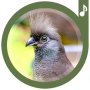 icon zoomnova.birdsringtones