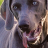 icon weimaraner wallpaper 10.00