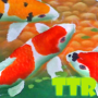 icon Koi live wallpaper