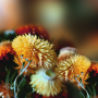 icon Autumn Flowers Live Wallpaper