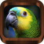 icon Bird Calls