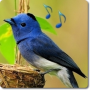 icon BirdSoundsAndRingtones