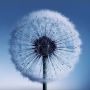 icon Dandelion Live Wallpaper for tecno W1