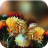 icon Autumn Flowers Live Wallpaper 1.0.6