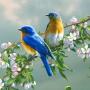 icon 70 Bird Sounds and Ringtones for Lava Ivory Pop
